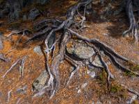 Spinnenwurzeln an Zirbe mit gefallenen Nadeln